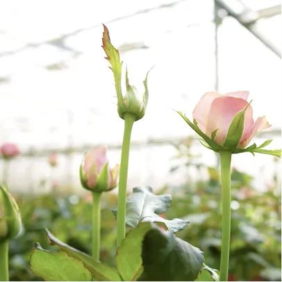 Love a flower and they will love you right back.