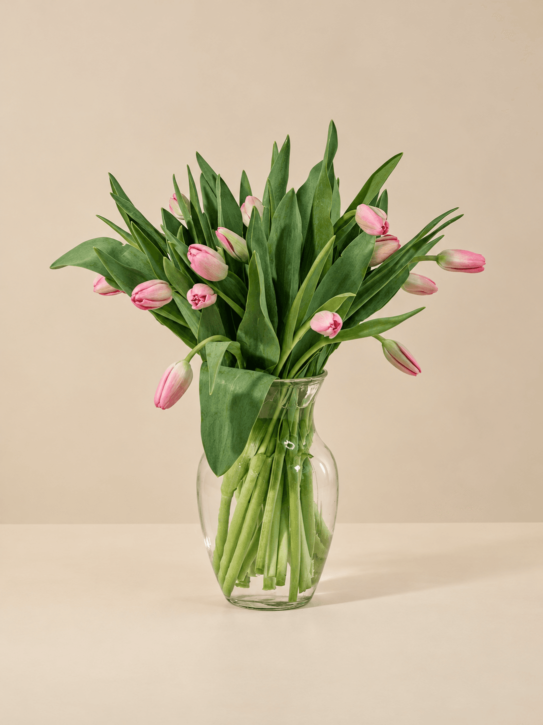 Beautiful Pink Tulips