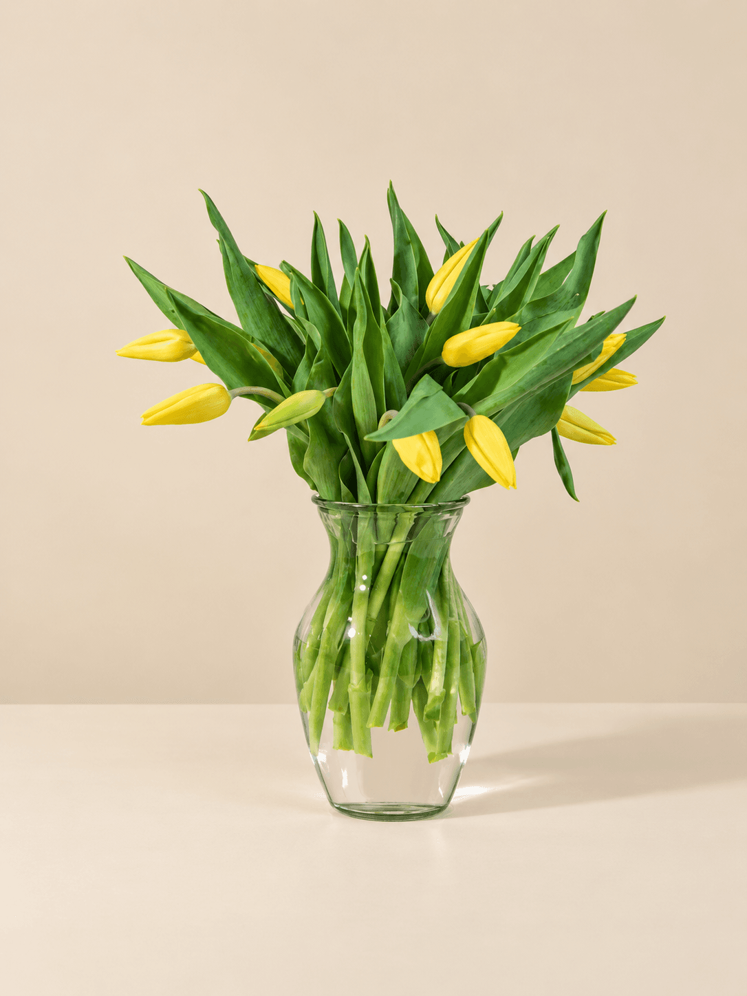 Bright Yellow Tulips