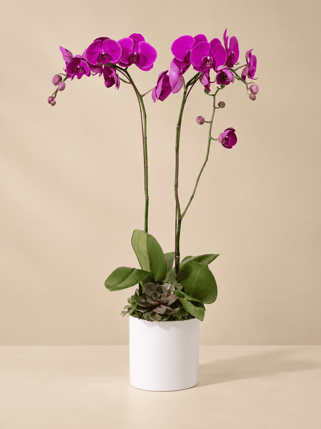 Double Purple Phalaenopsis - 1 of 2