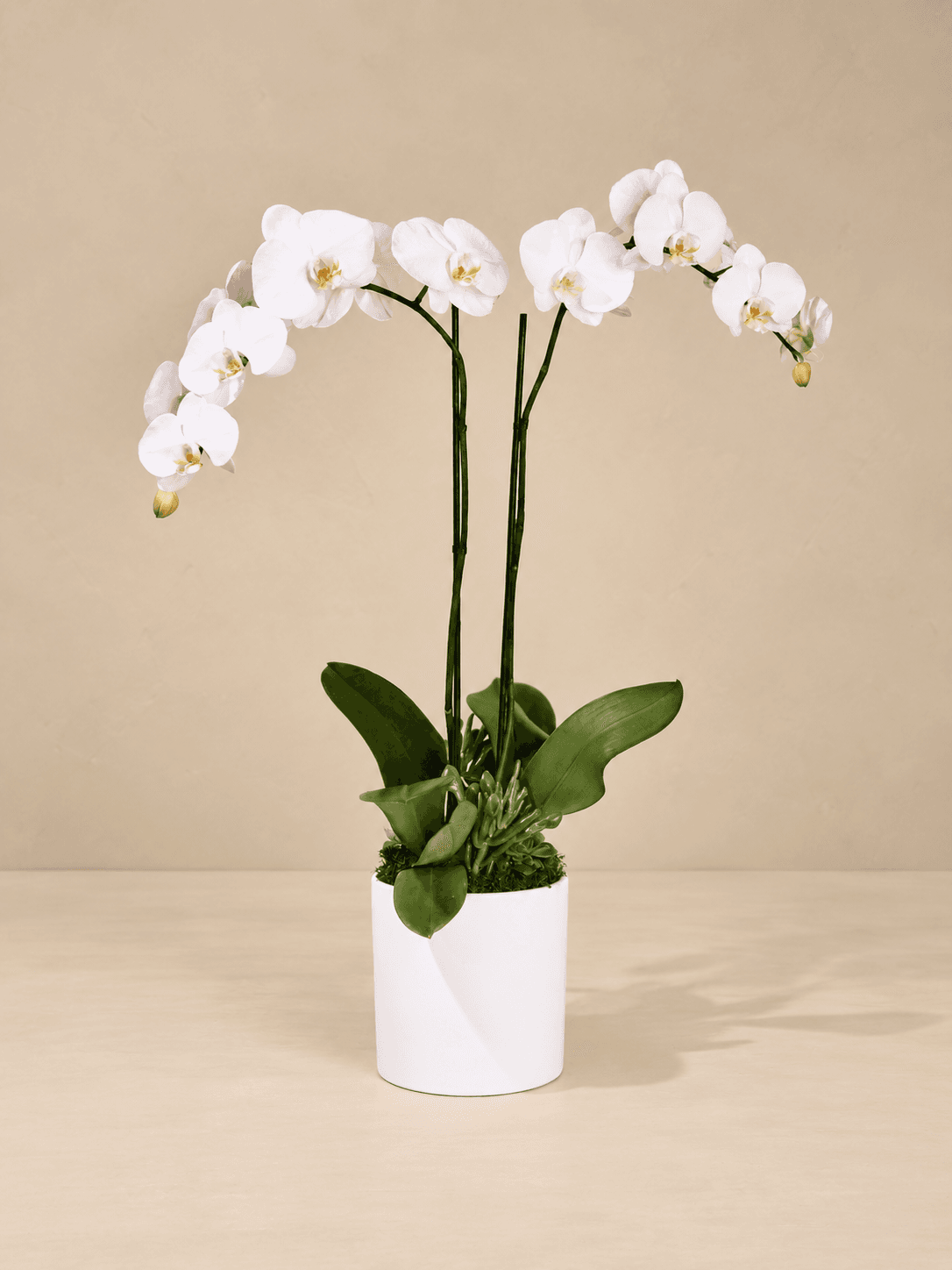 Double White Phalaenopsis Orchid Planter