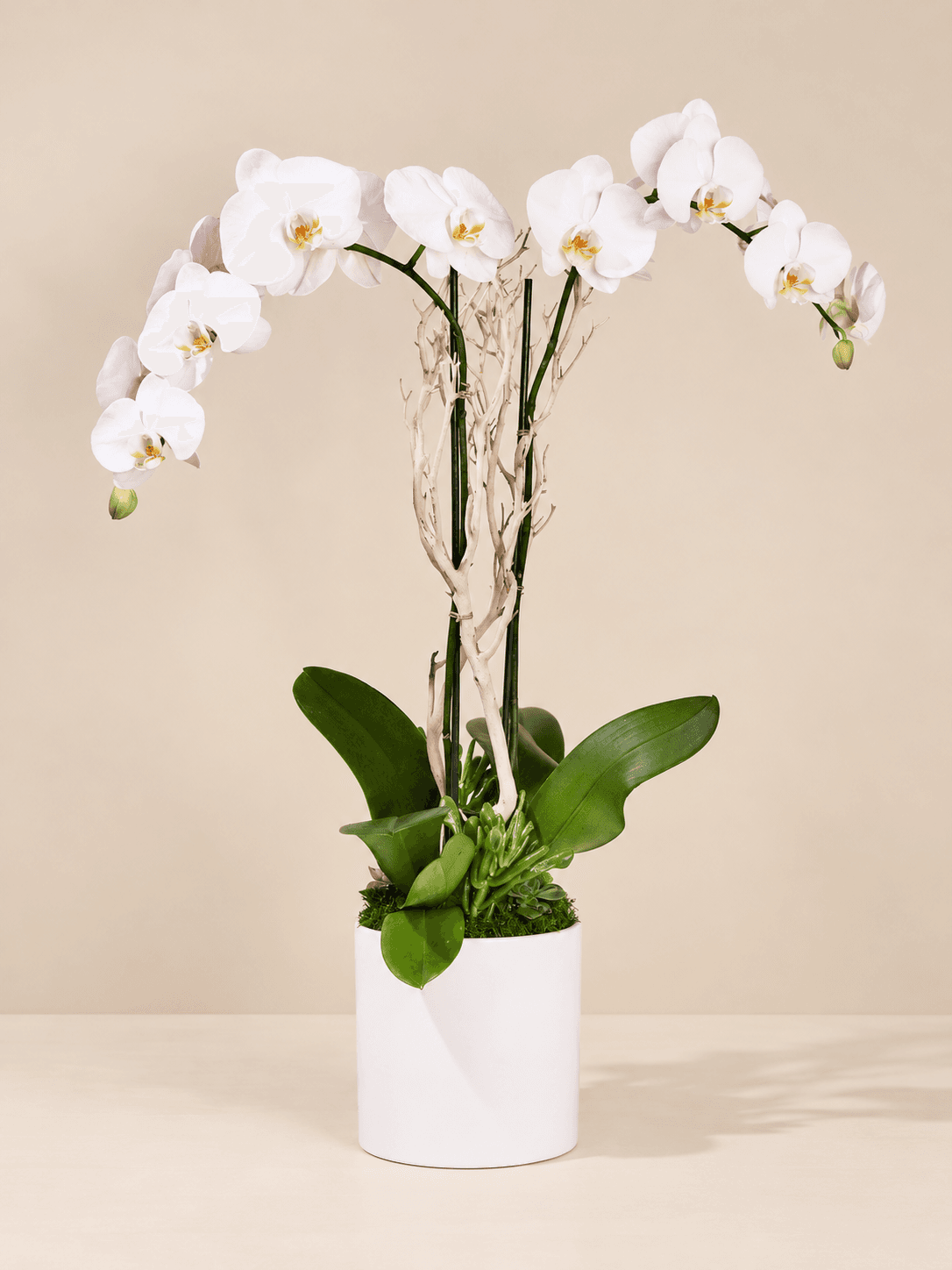 Double White Phalaenopsis Orchid