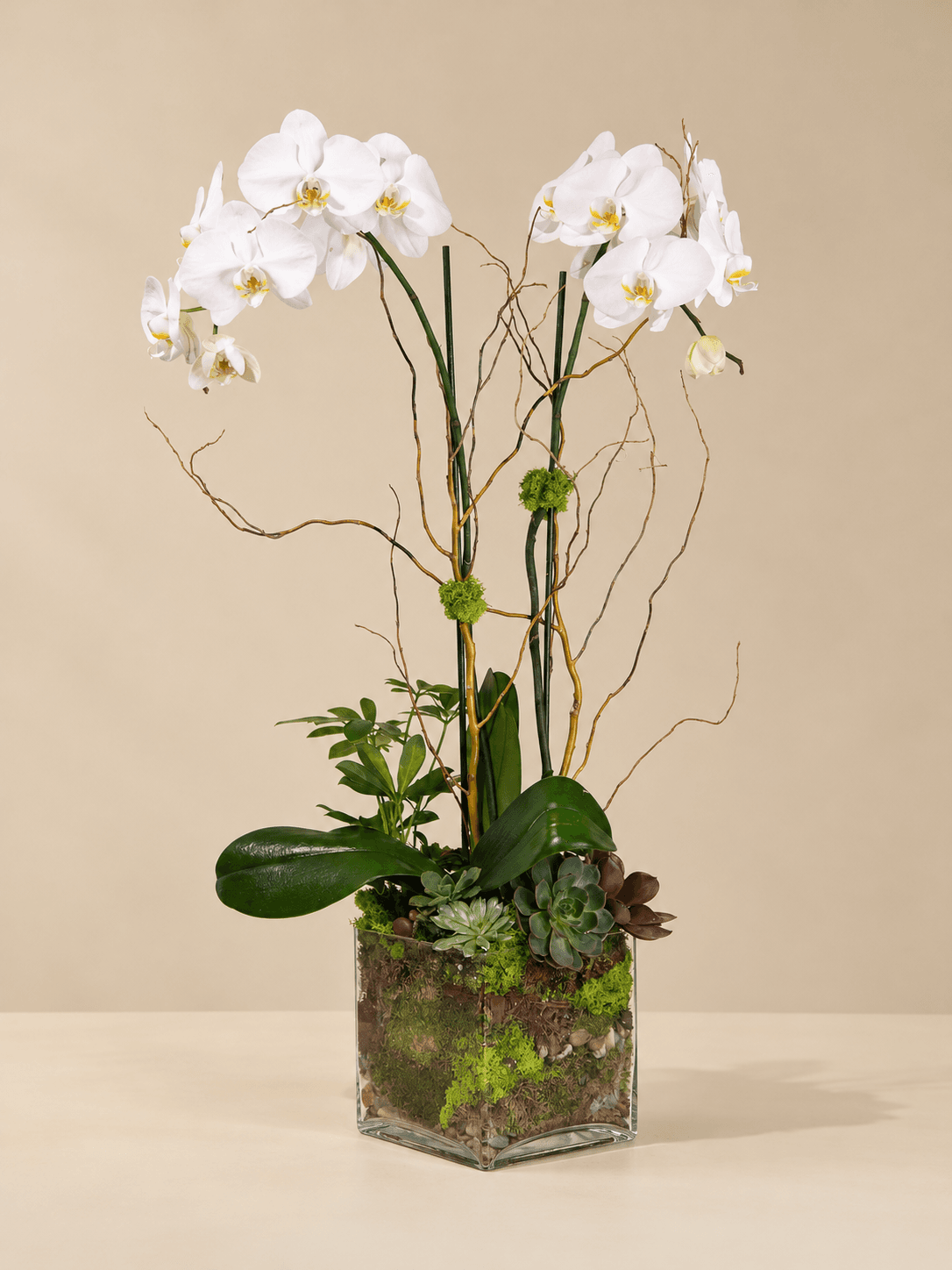Double White Phalaenopsis Orchids-Clear Glass Vase