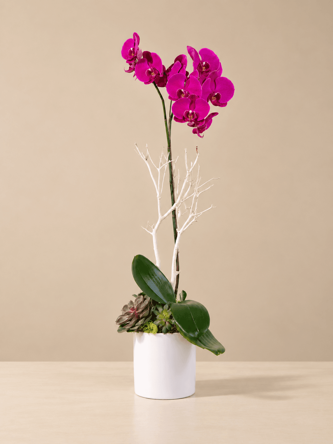 Purple Phalaenopsis Orchid Plant