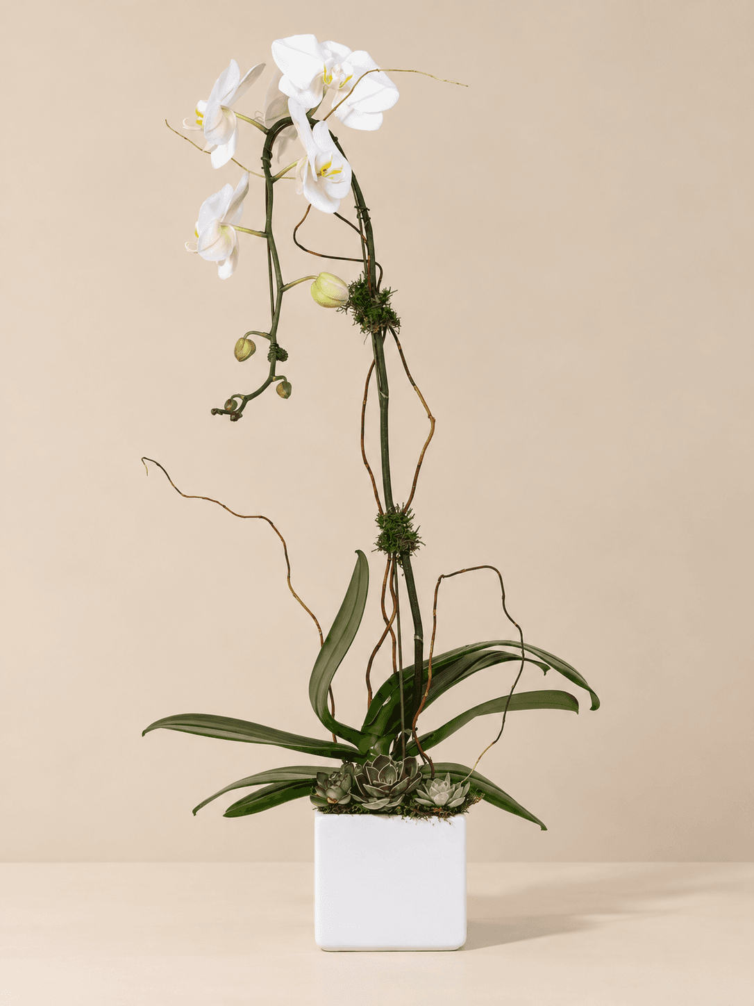 Single White Phalaenopsis Orchid Planter