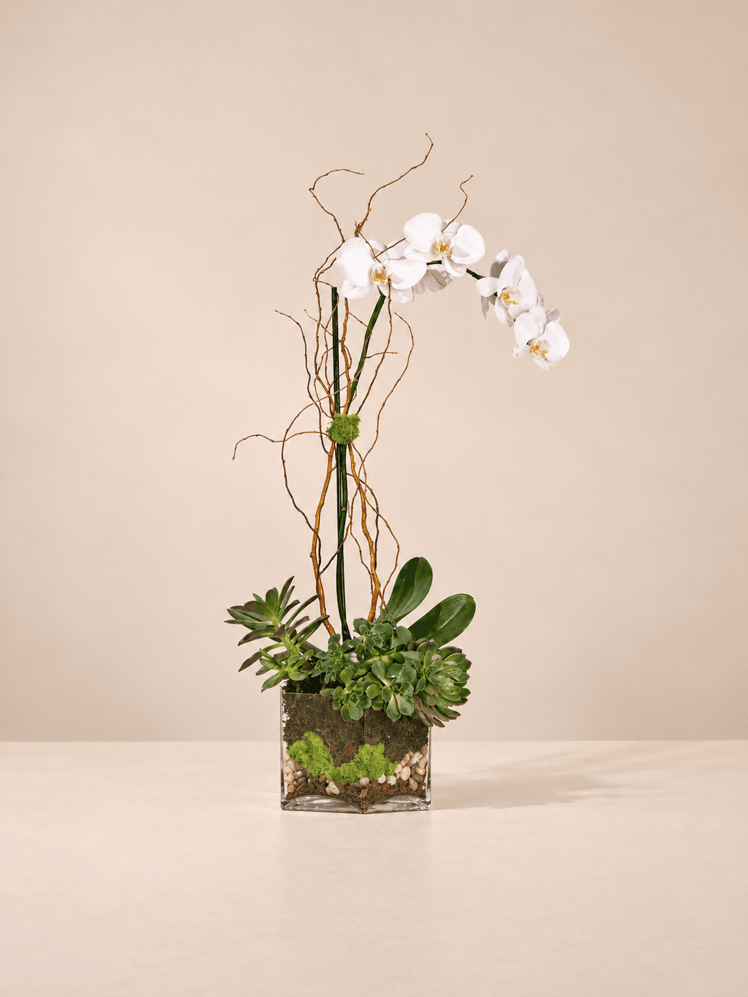 Single White Phalaenopsis Orchid- Clear Glass