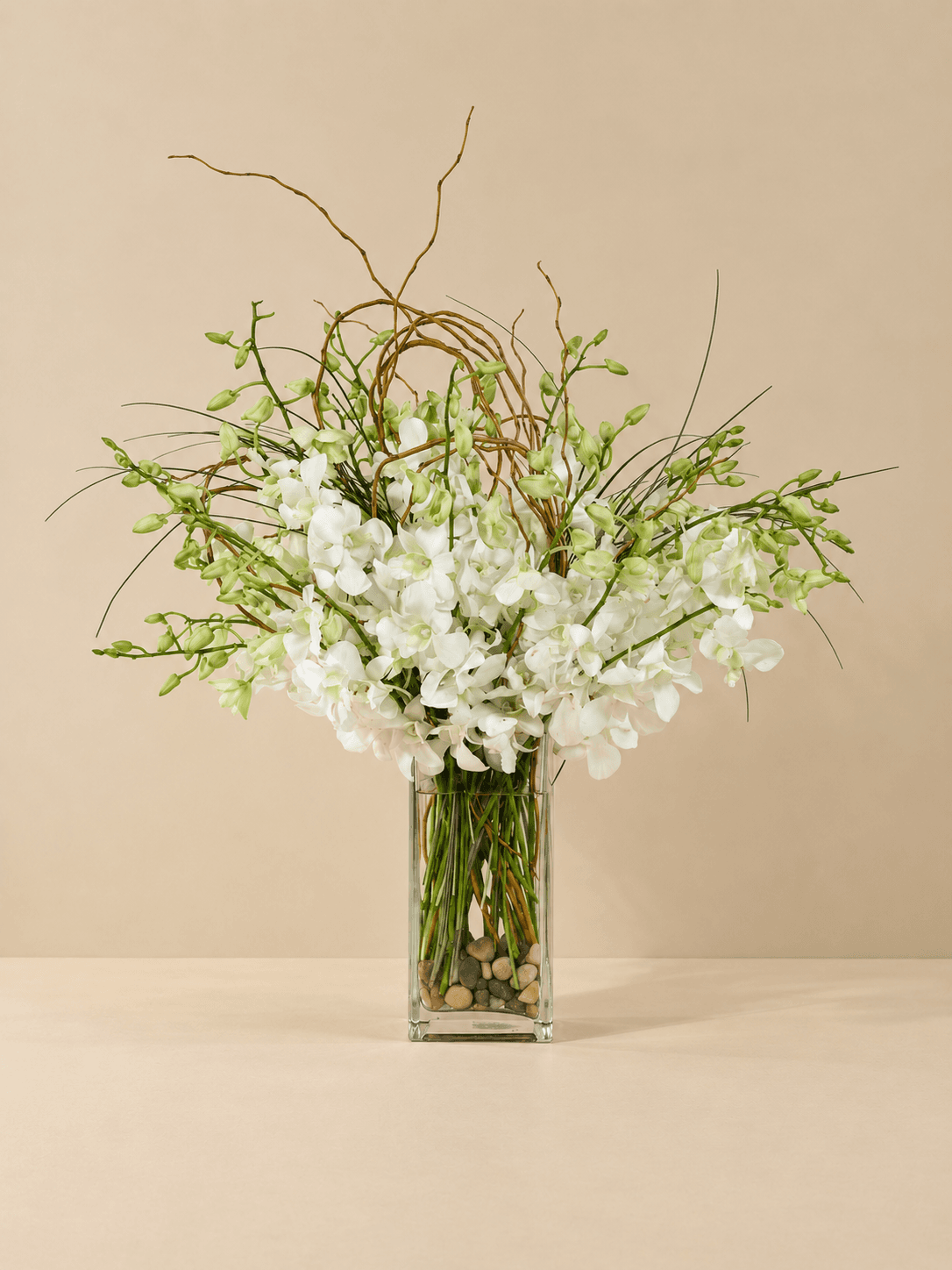 White Dendrobium Orchids