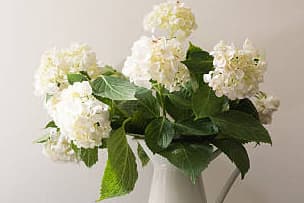 category image